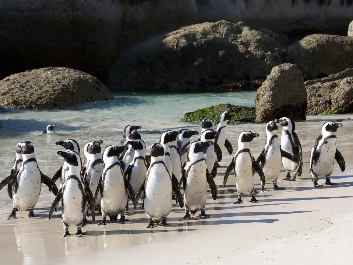 What is a Group of Penguins Called?