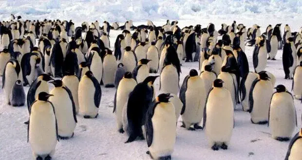 TIL that a group of penguins is called a Waddle on land, but a Raft in water