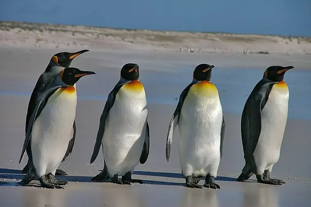 What is a Group of Penguins Called?