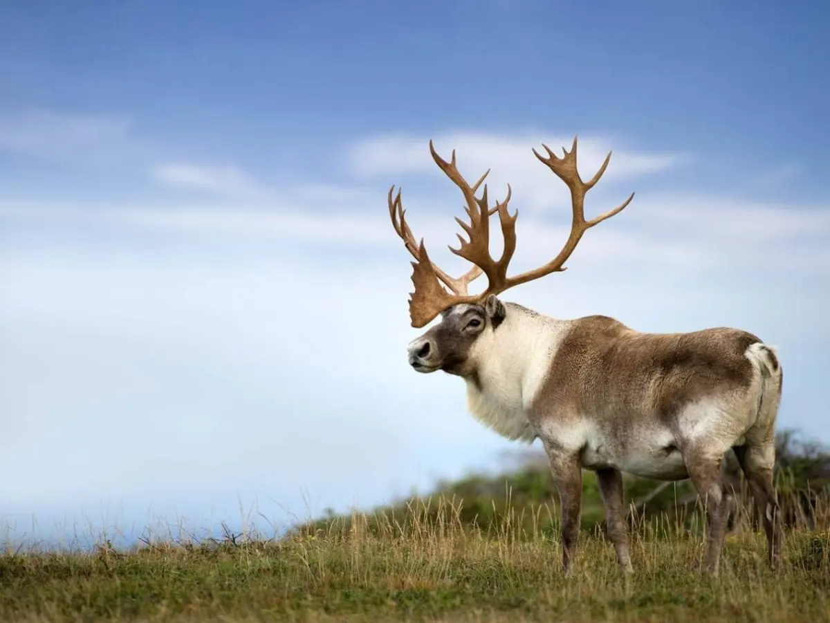 Caribou Subspecies