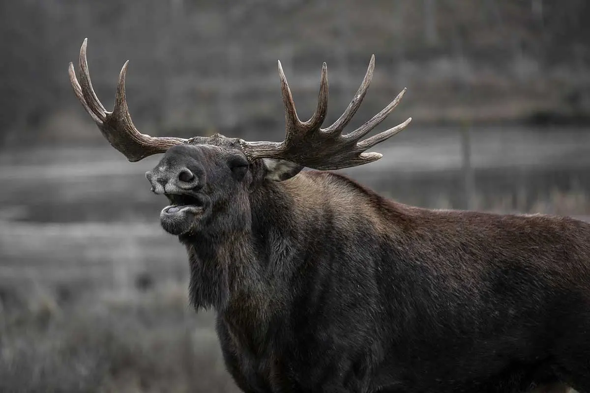 Are Moose More Dangerous Than Bears?