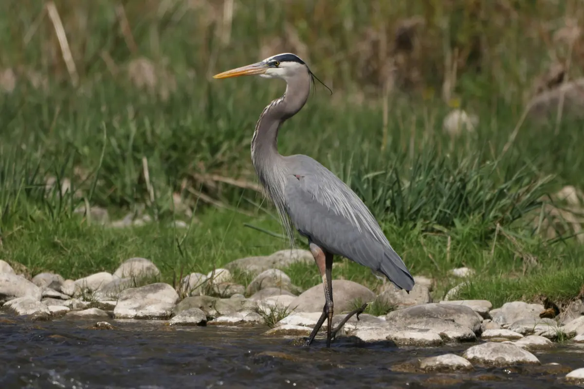 Big herons — image 2