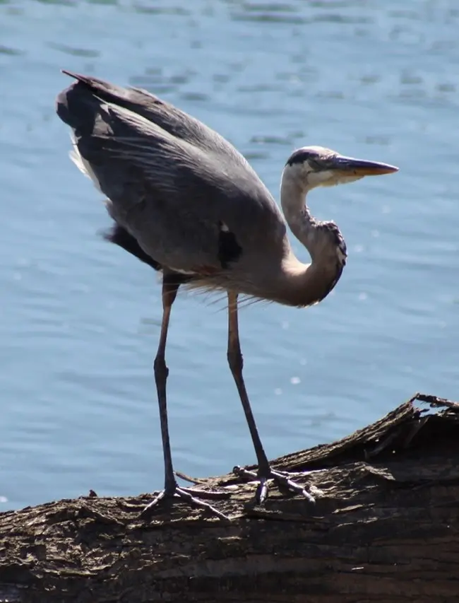 Big herons — image 3