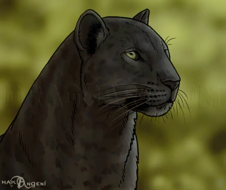 How To Draw Panthers, Black Panthers, Drawing, Step by Step, by makangeni