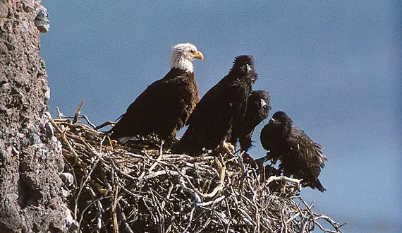 Natural History: Bald Eagle
