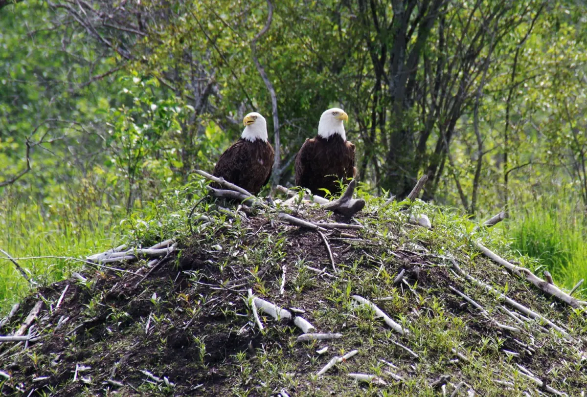 10 FACTS ABOUT BALD EAGLES YOU DIDN'T KNOW