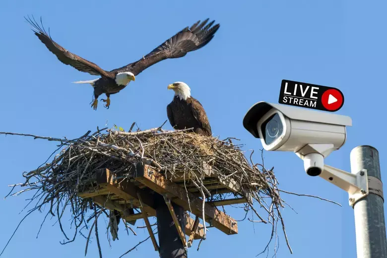 Nestflix & Chill: Watch For Bald Eagle Babies With This Live Cam