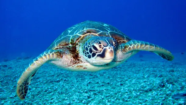 Sea Turtle Fact Sheet