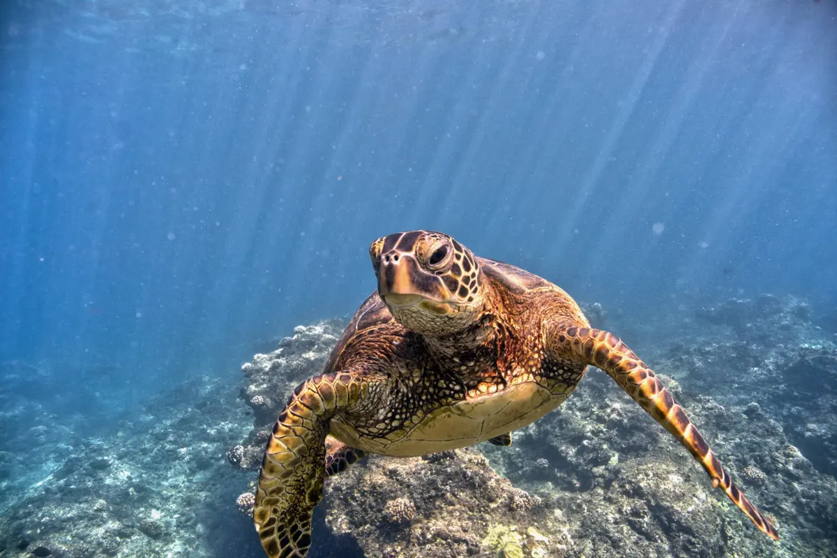 Sea turtles need a safe place to live