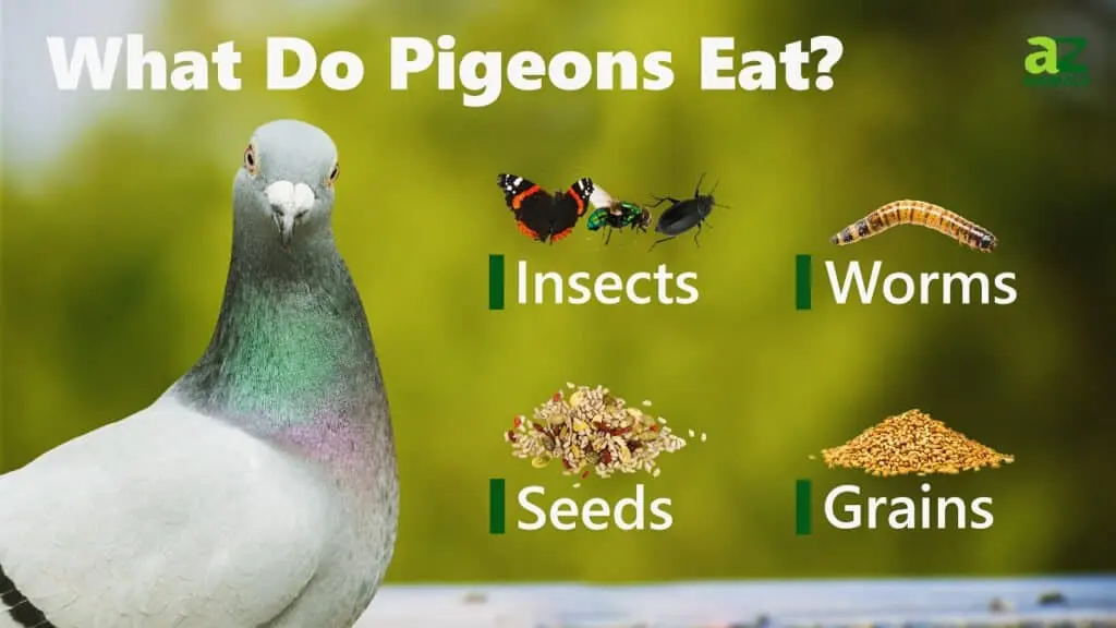 Pigeons eat — image 3