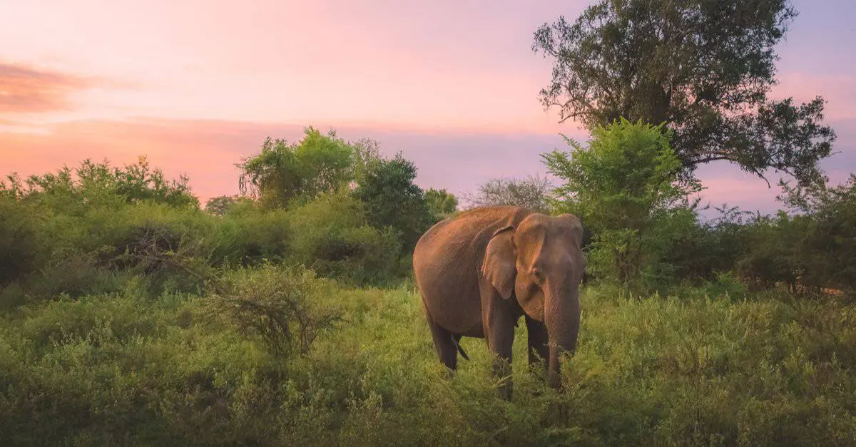 Where Do Elephants Live? Their Habitats Explained