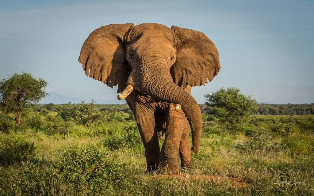 Elephants live — image 3