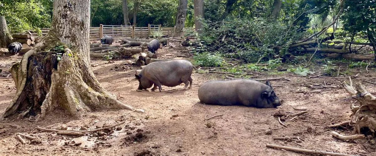 Pigs In Nature