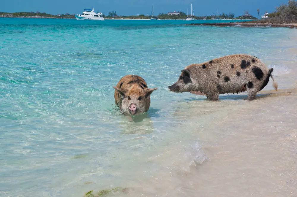 These pigs actually live in the Bahamas. And the weirdest part is, they swim. They go up and greet fellow swim