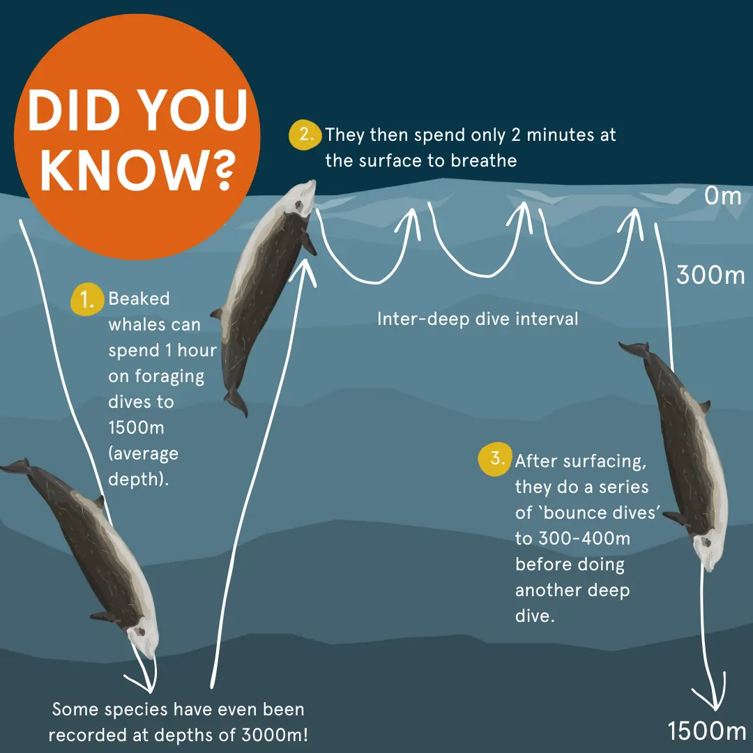 Deep diving whales with Nicola Quick