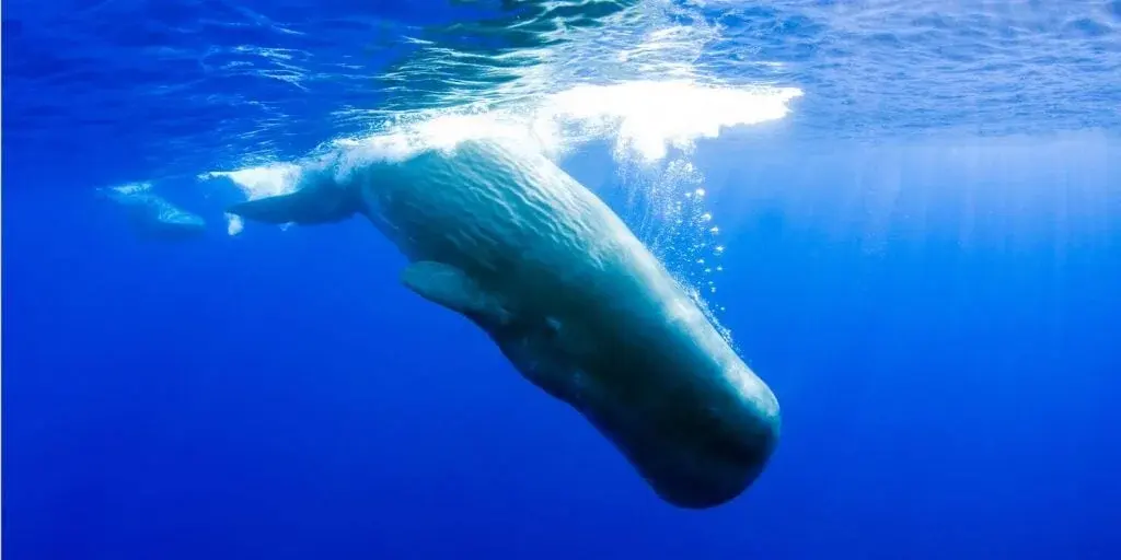 Solstice Depth: Guidance from Mile Deep Diving Whales