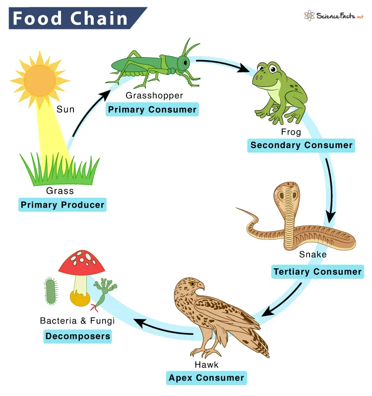 Food Chain