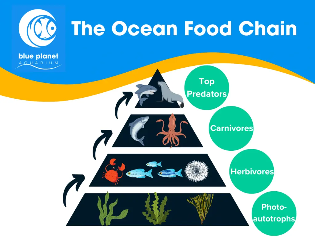 The Ocean Food Chain: Explained