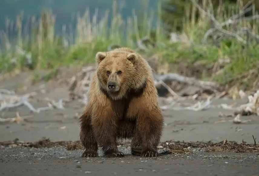 Alaska needs to value its live bears