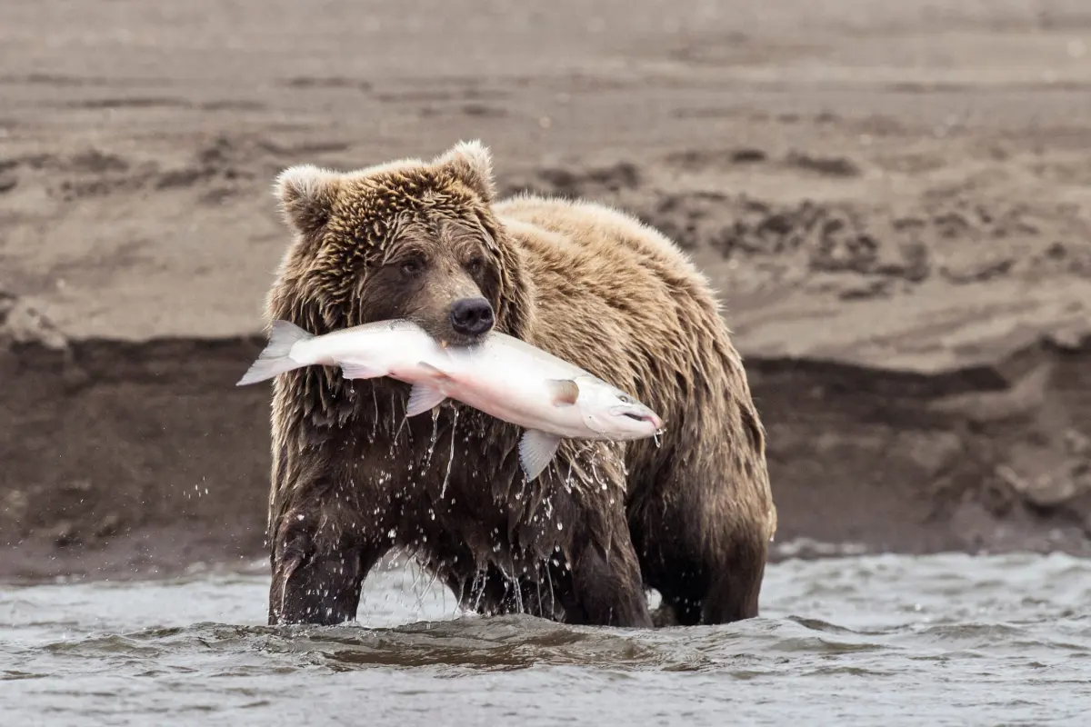 Alaska needs to value its live bears