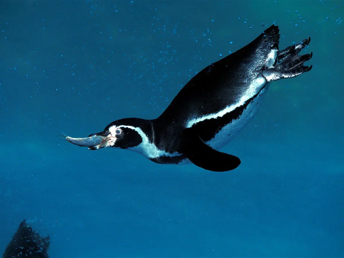 What Do Penguins Eat? An Overview of Penguin Diets Across Species