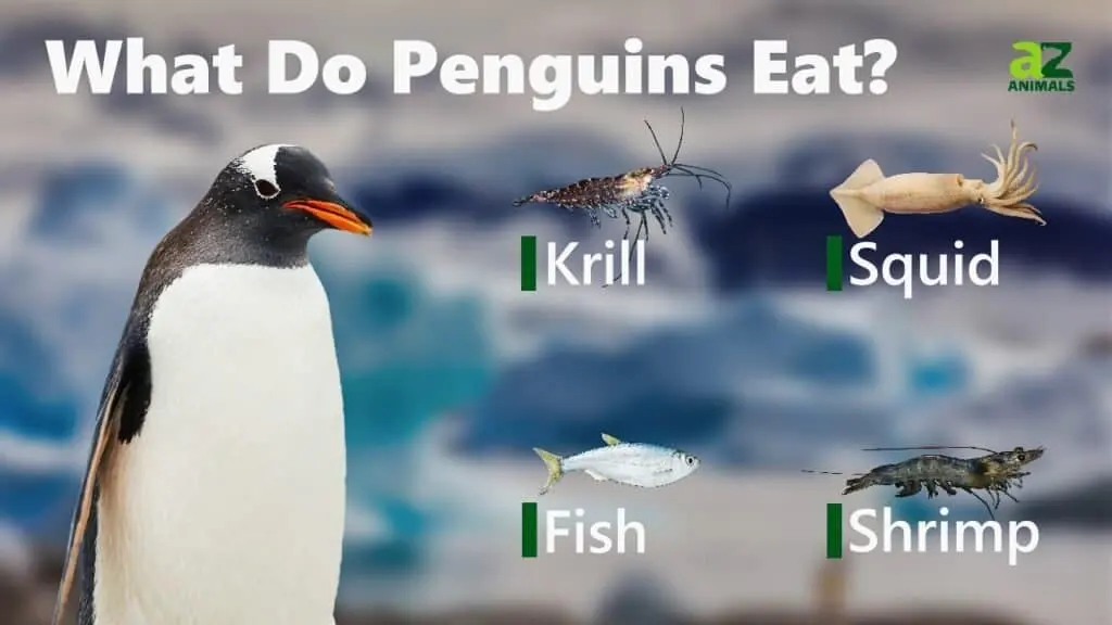 Penguins eat — image 2