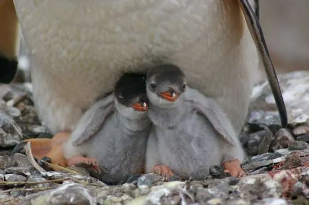 New study reveals what penguins eat