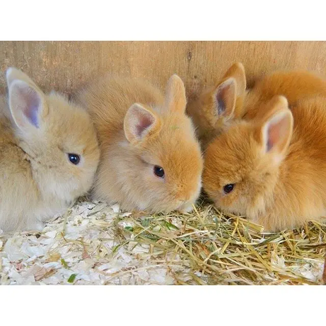 A group of rabbits or hares is often called a "fluffle" in parts of Northern Canada. A FLUFFLE!!