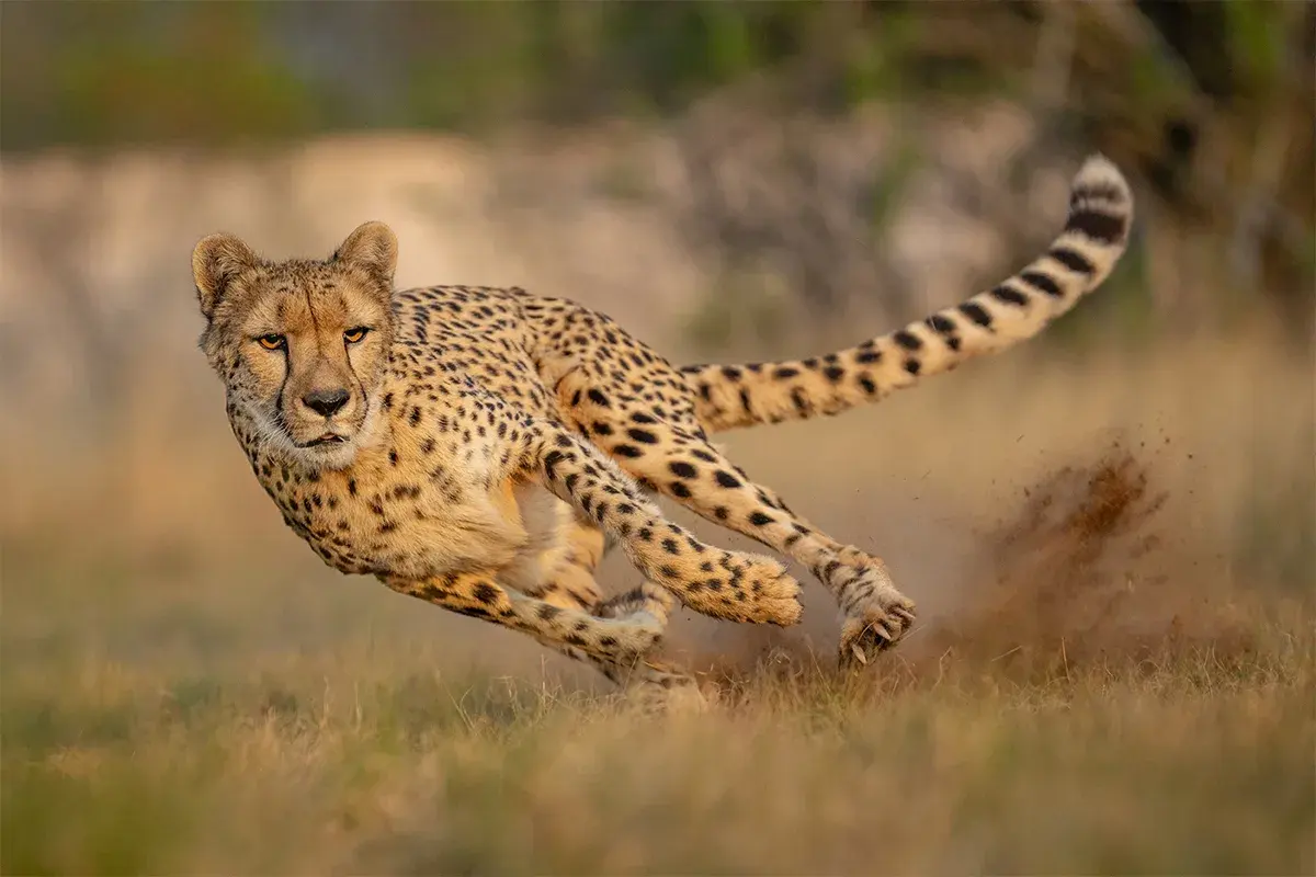 The 12 fastest animals in the world
