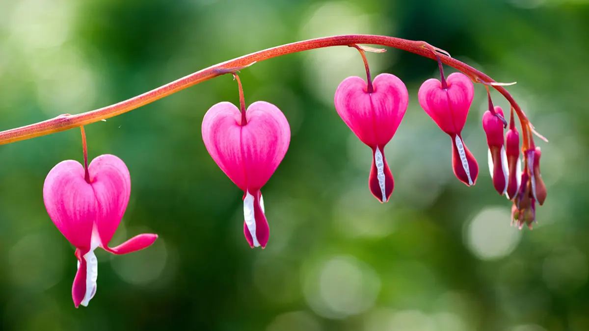 The Most Beautiful Flowers in the World