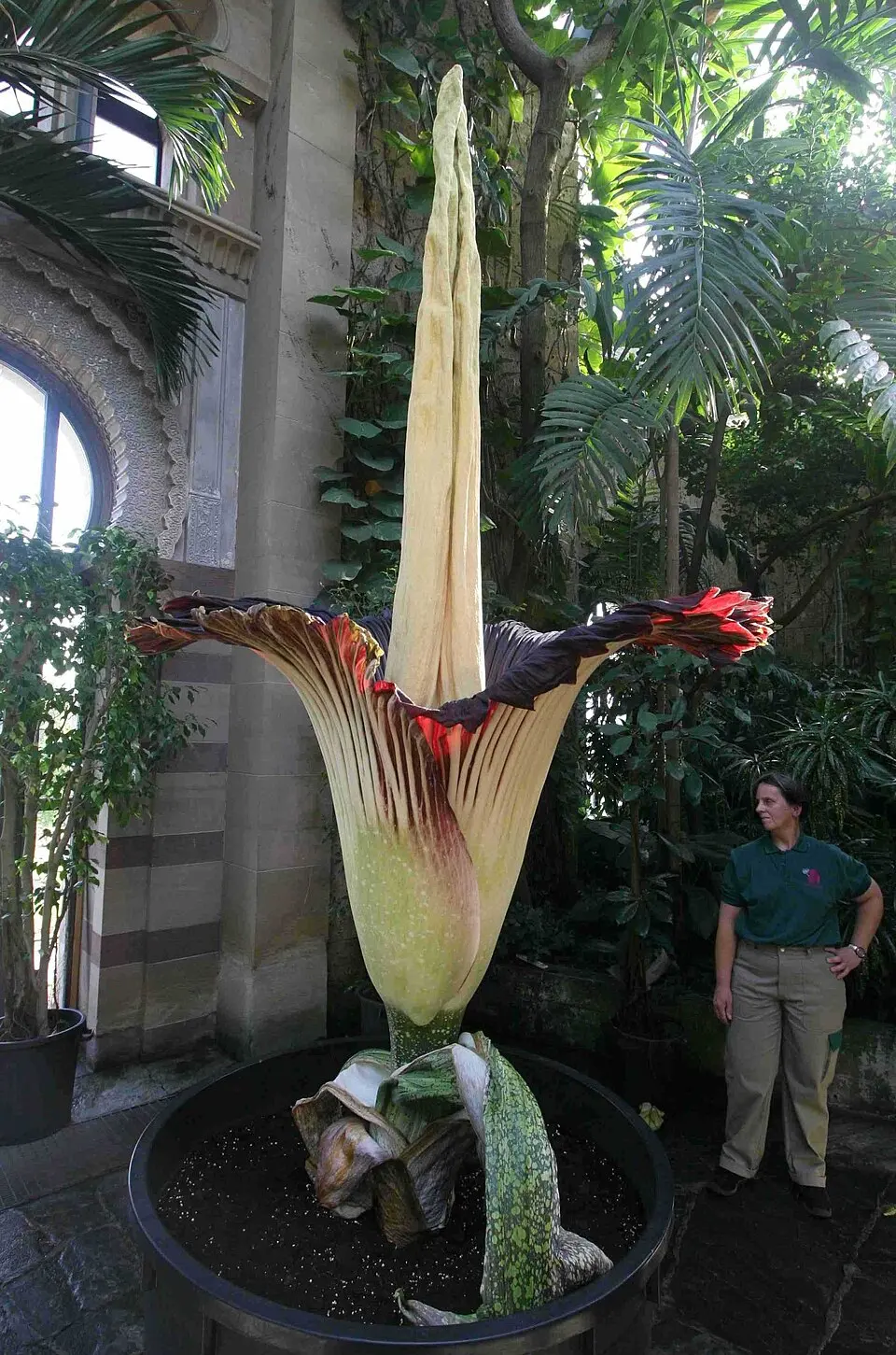 Carrion flower