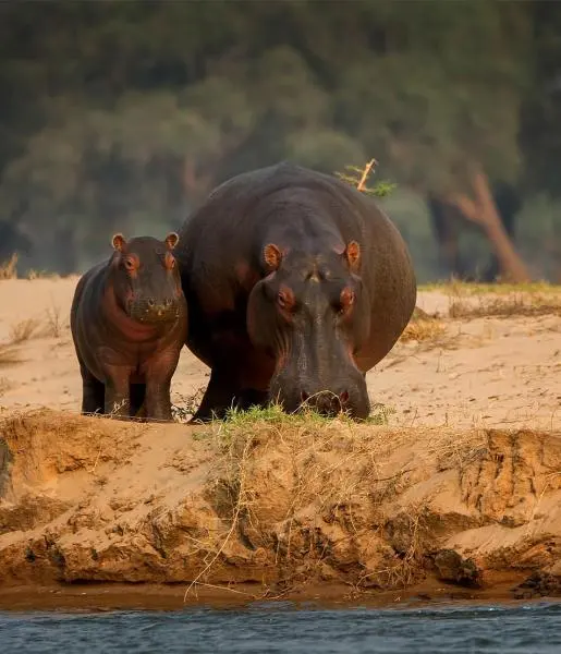 Hippos live — image 2