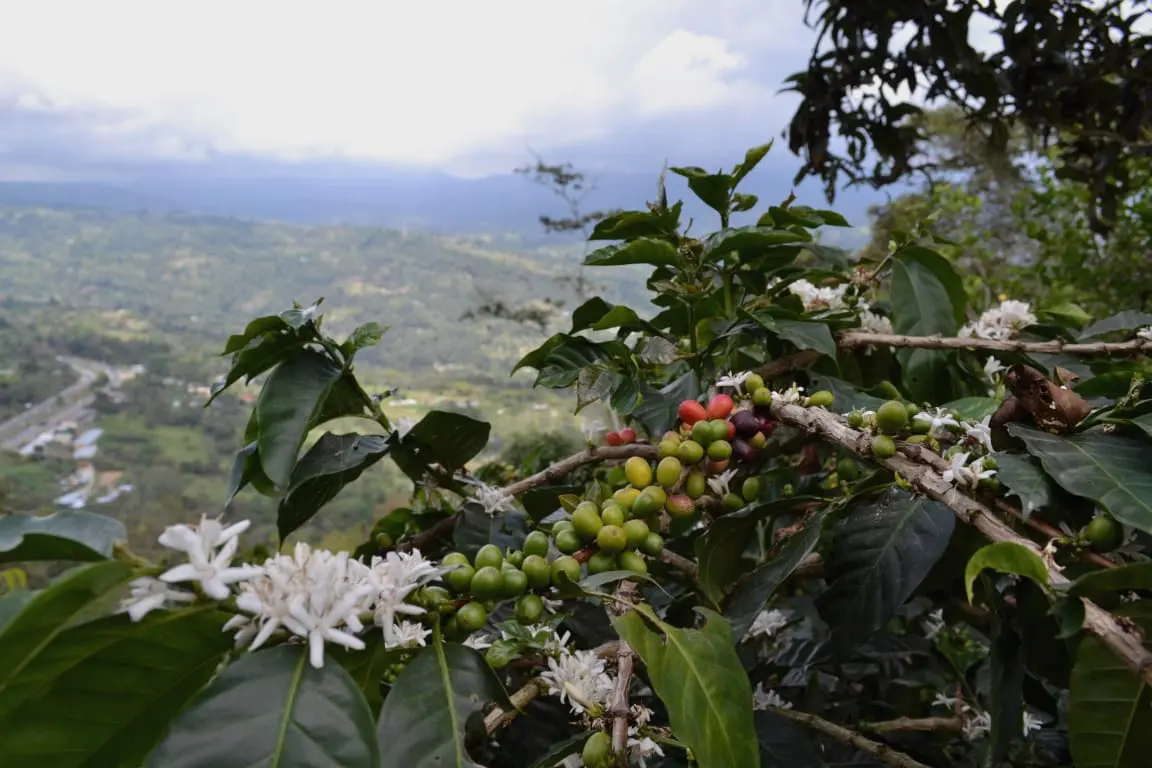What are the Main Coffee Growing Regions in Colombia?