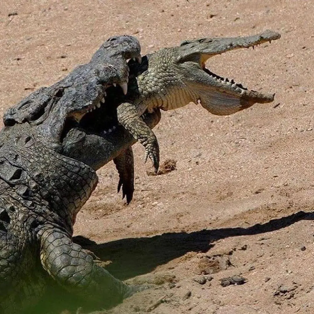 Crocodiles eat — image 2