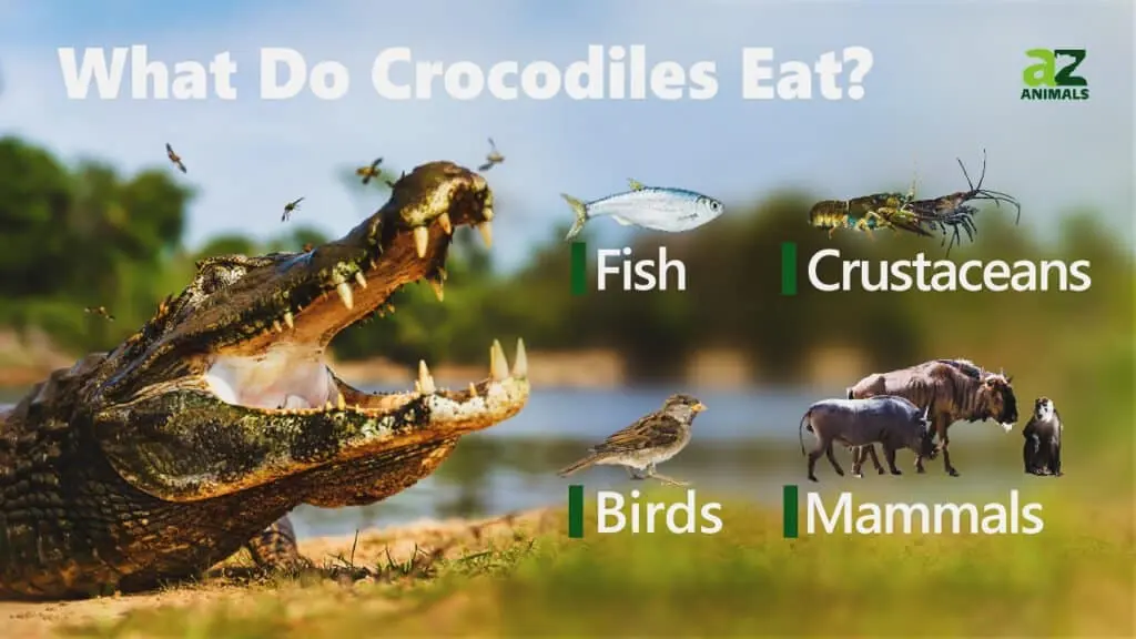 What Do Crocodiles Eat? 11 Popular Foods for Wild Crocodiles