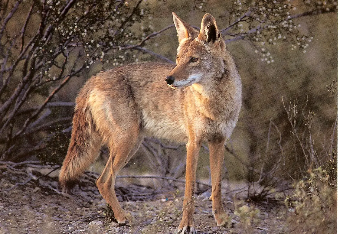 Living with Coyotes