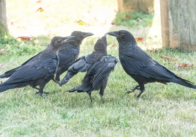 Crows of Vancouver