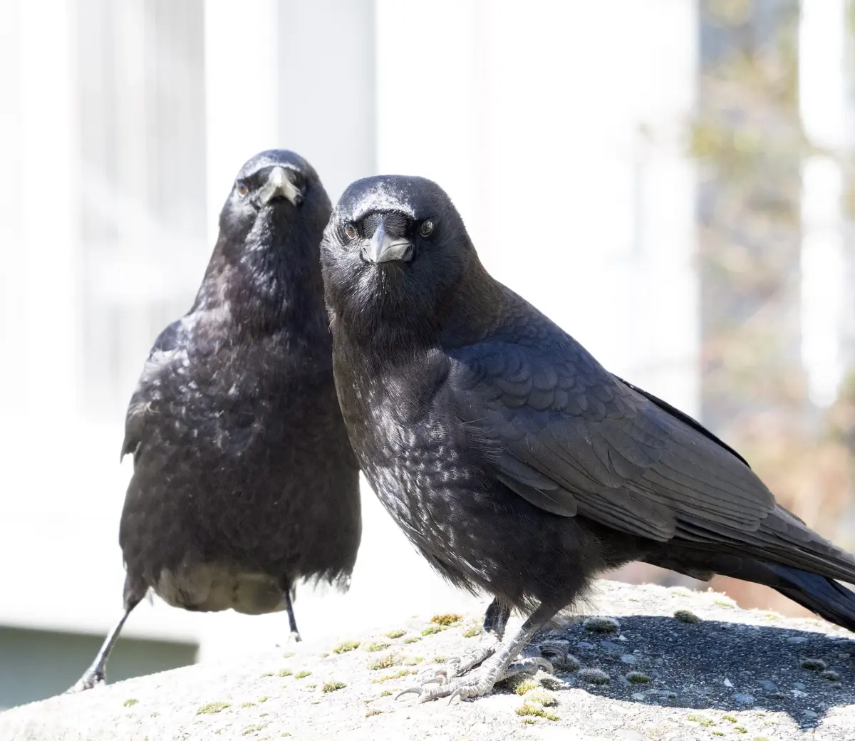 Vancouver crows