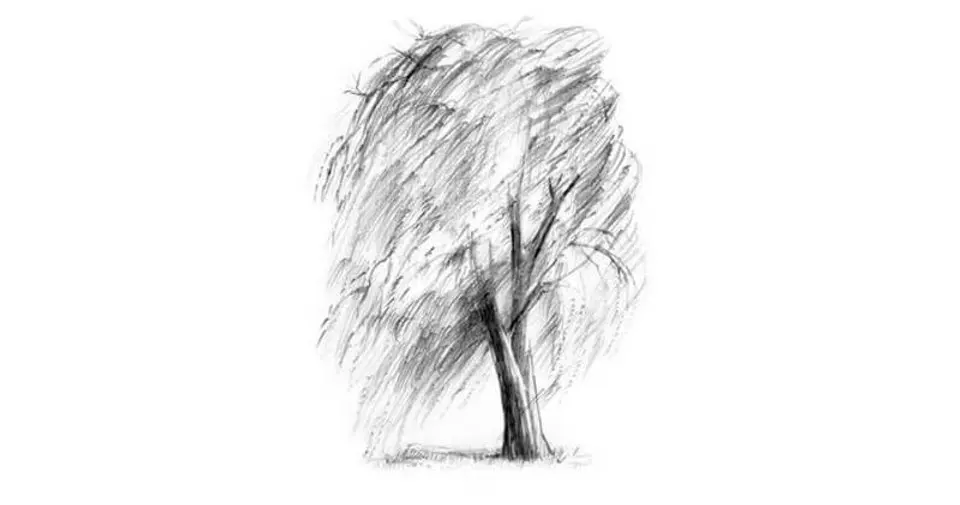 How to draw a willow tree with a pencil step-by-step tutorial