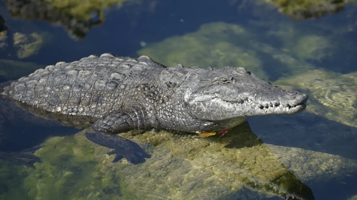 Crocodiles live — image 2