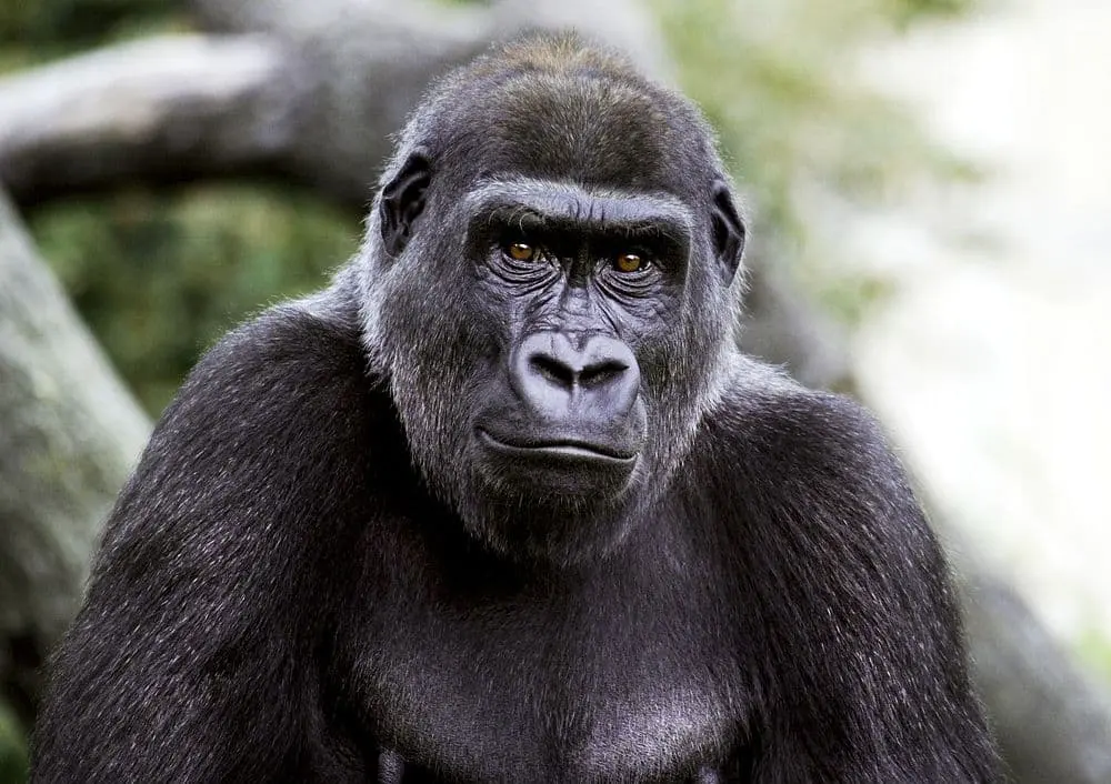 The Precarious Existence of Critically Endangered Gorillas