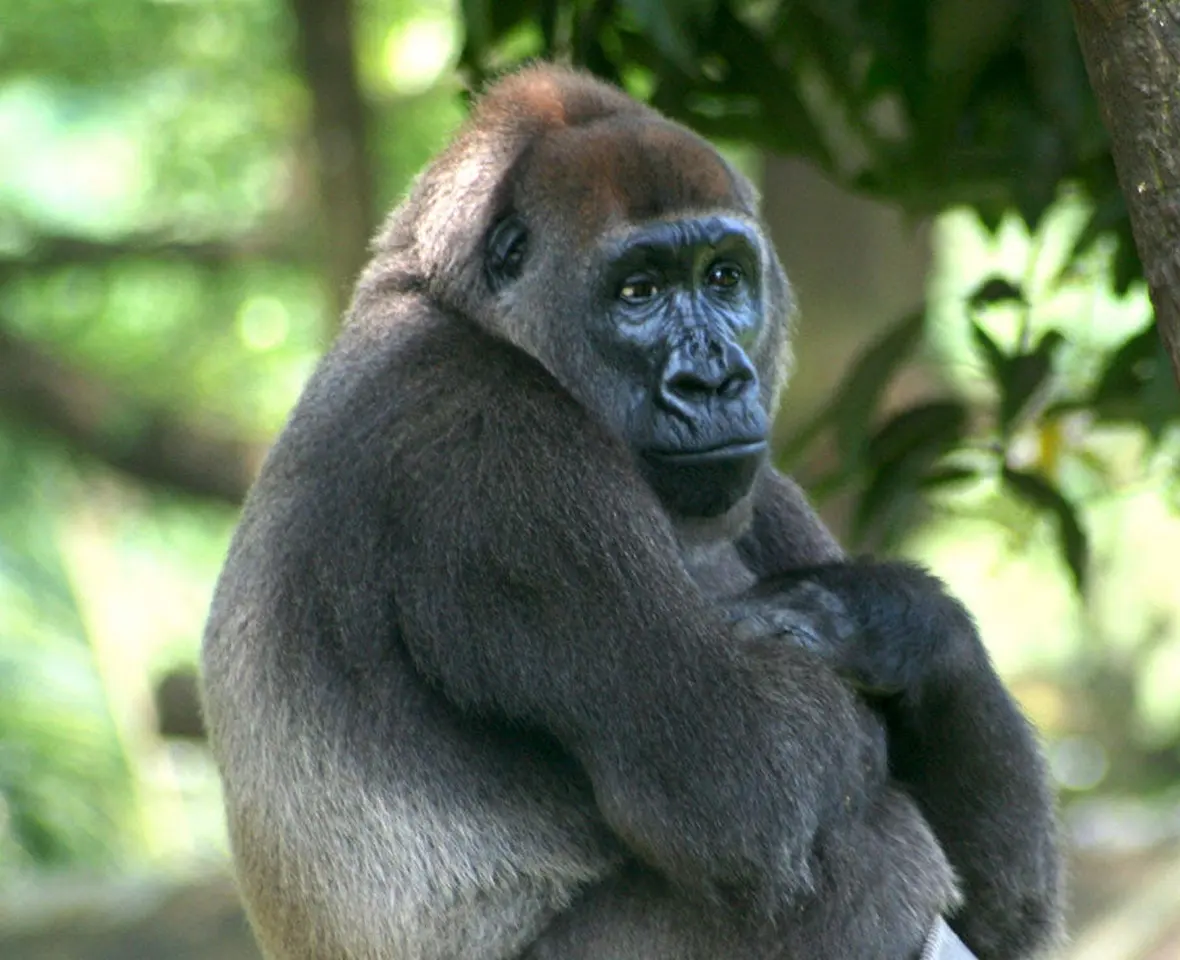 Cross River Gorillas