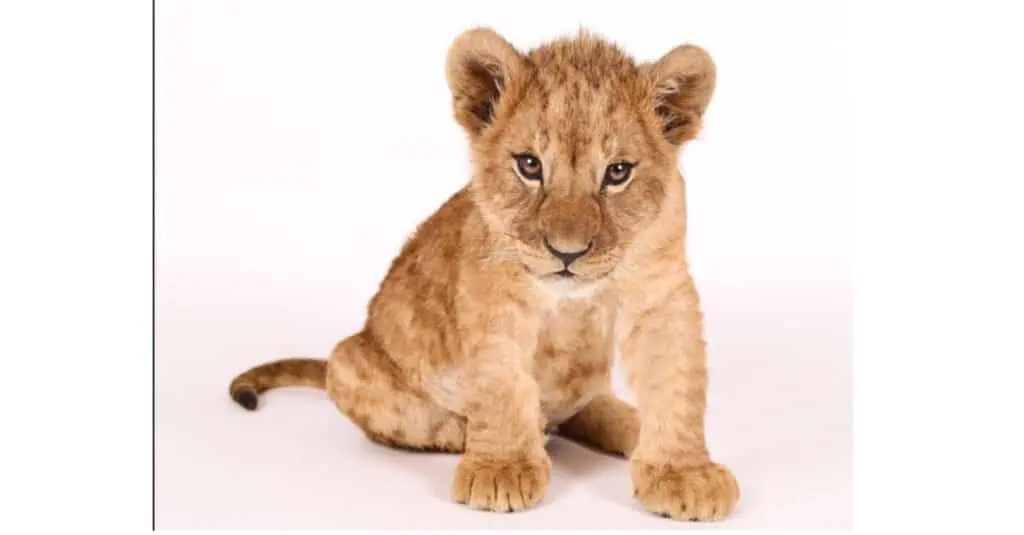 Baby Lions: 5 Adorable Cub and 5 Interesting Facts About The Cute Apex Predators