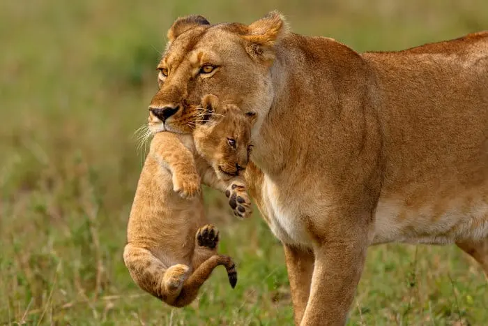 Baby Lions: More Than Just Savanna Princes