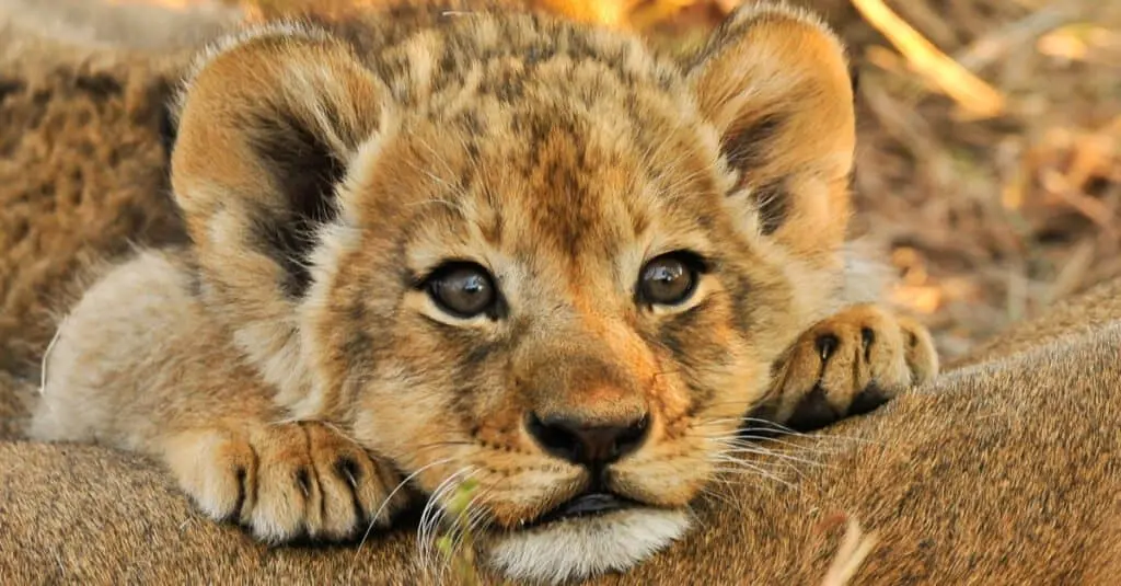 Baby Lions: 5 Adorable Cub and 5 Interesting Facts About The Cute Apex Predators