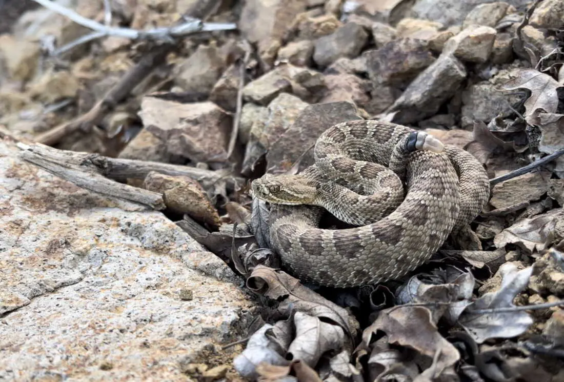 Watch a livestream of Colorado's 'mega den' of pregnant rattlesnakes