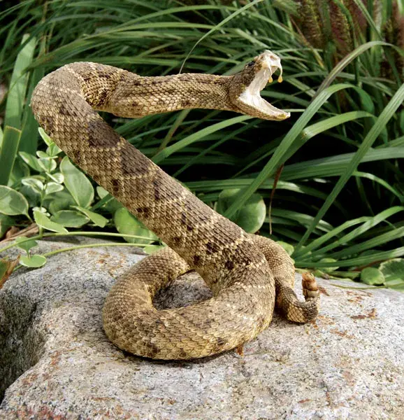 Rattlesnakes live — image 3