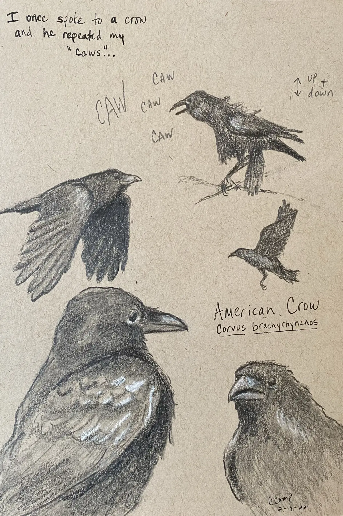 Once Spoke to a Crow… drawing