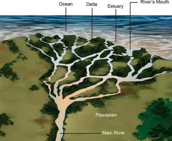 Estuary and Deltas