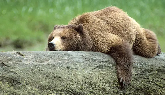 Natural History: Grizzly Bear